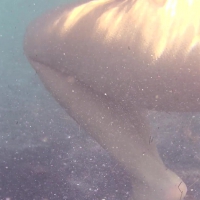 Bikini babe filmed underwater and washing off in sexy little bikini vlcsnap-2016-03-24-19h06m24s725.jpg