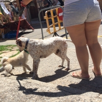 189310031@N08_50111223487_walk-the-dog.jpg