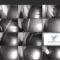 Screenshots from the Deadpit 2026 torrent GropeAss704.mp4.jpg